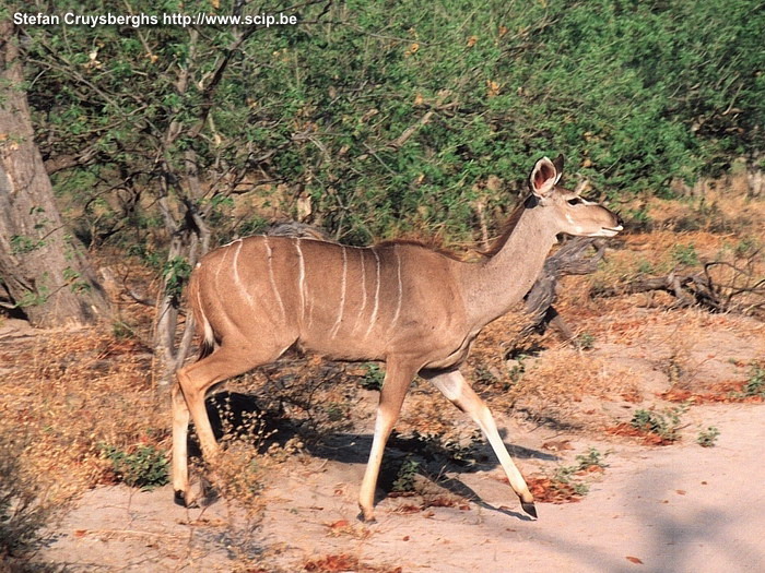 Moremi - Kudu  Stefan Cruysberghs